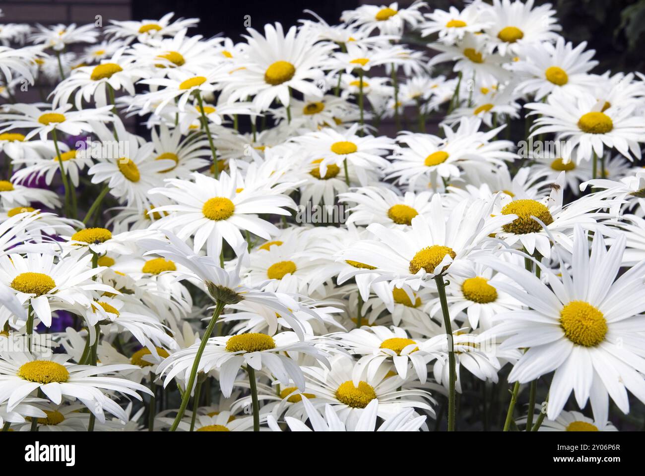 Marguerite fields hi-res stock photography and images - Alamy