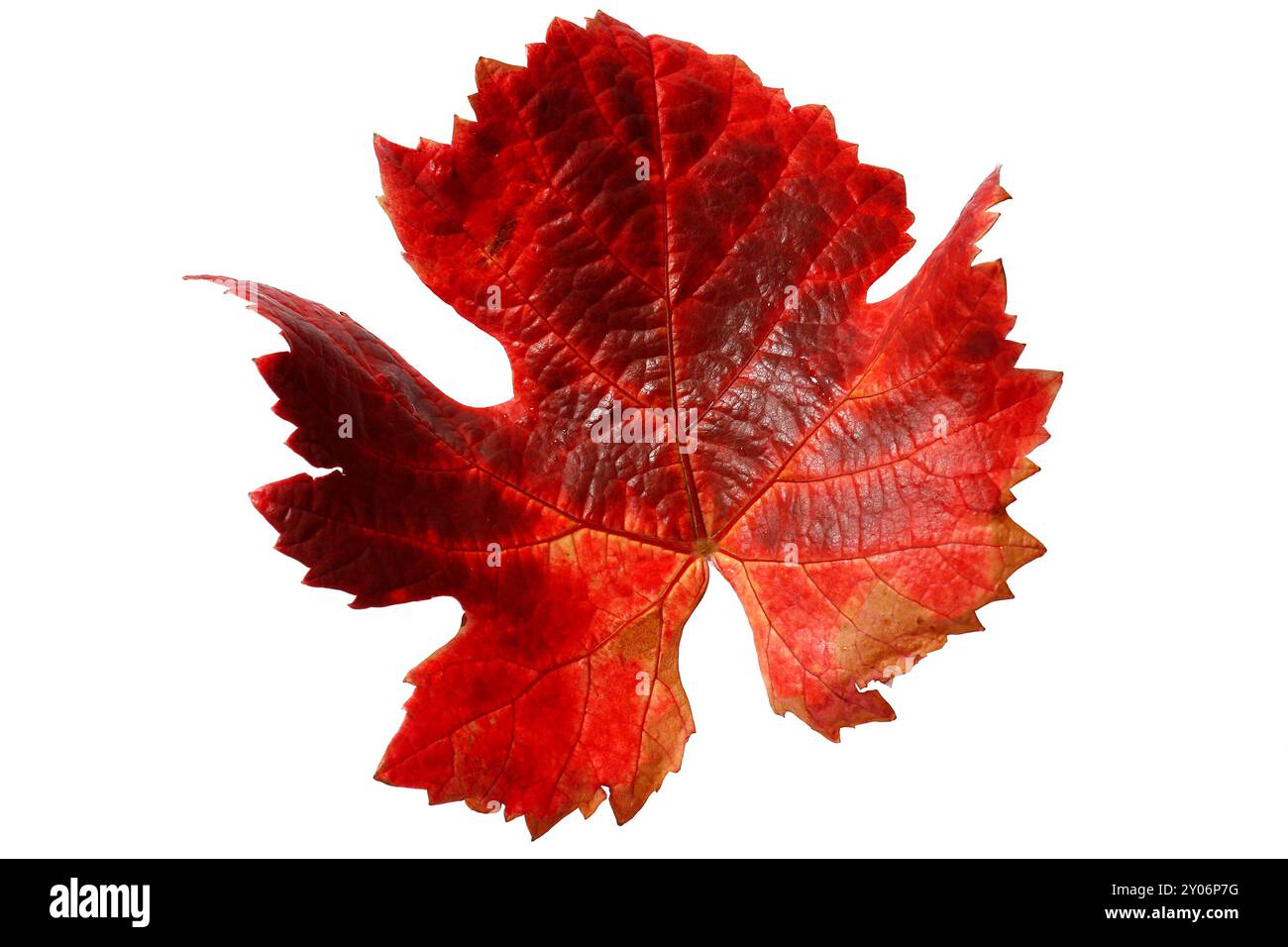 Colourful vine leaves Stock Photo