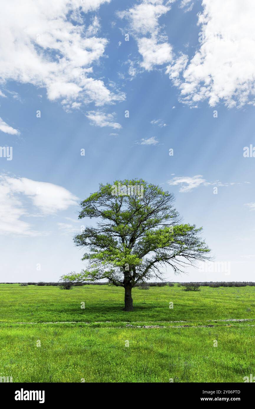 Spring landscape lonely green oak tree on a green field of lush grass ...