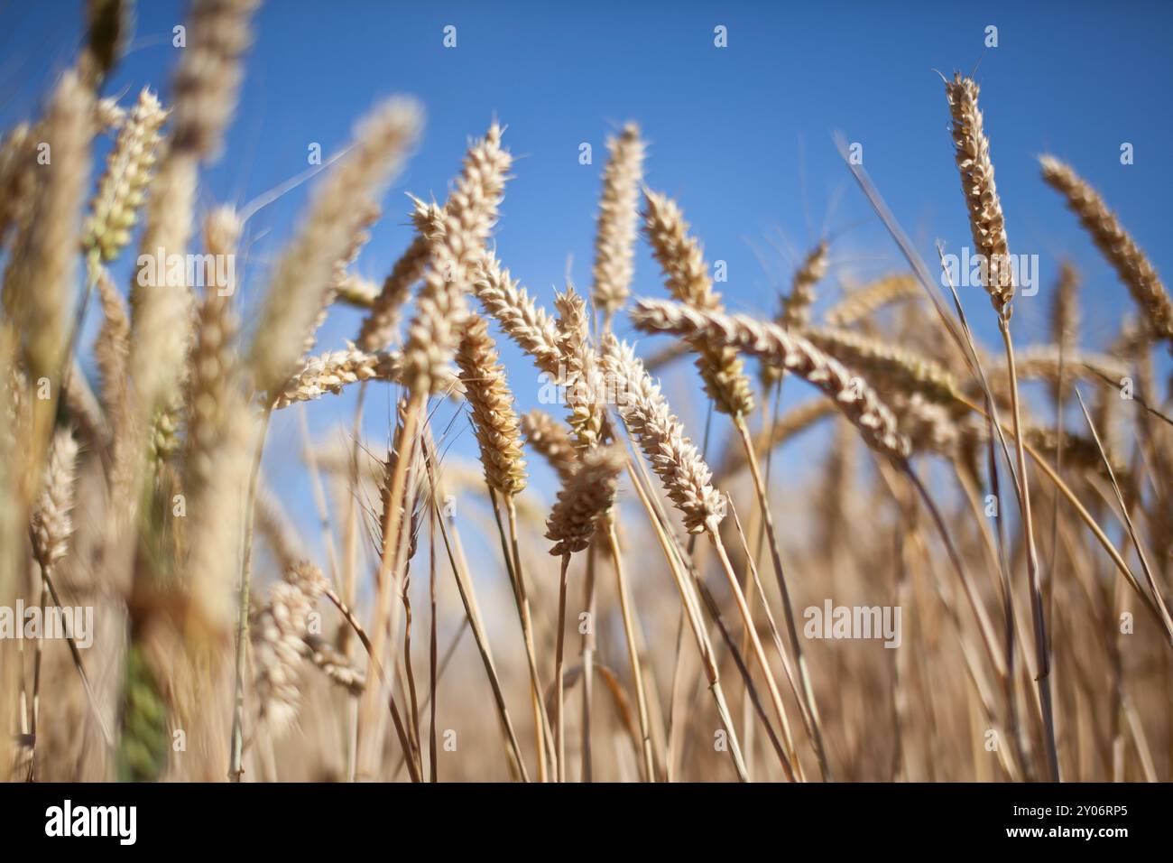 Field still ripe wheat in hi-res stock photography and images - Alamy