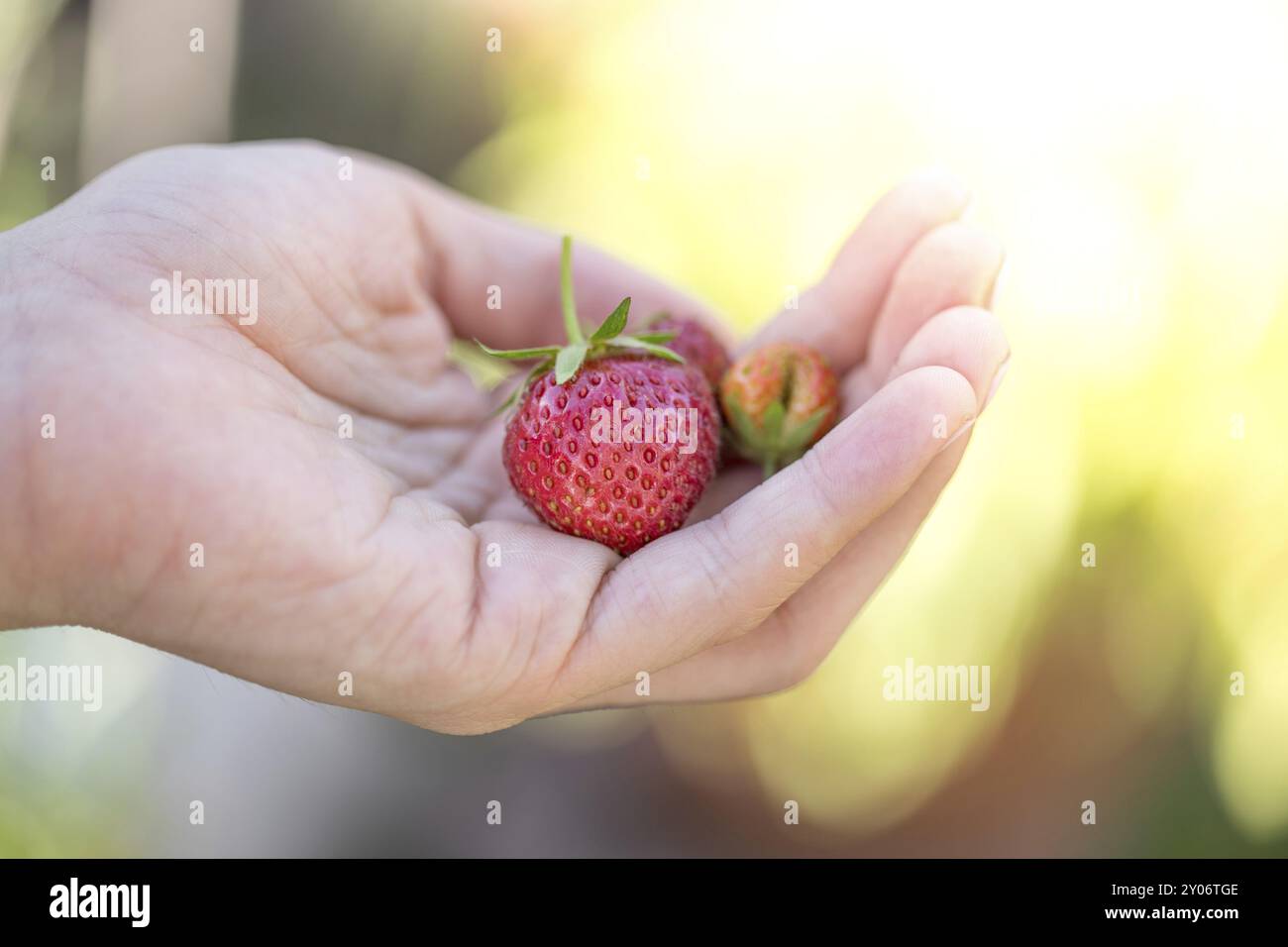 Girl is holding fresh red ripe strawberries in her hand Stock Photo - Alamy