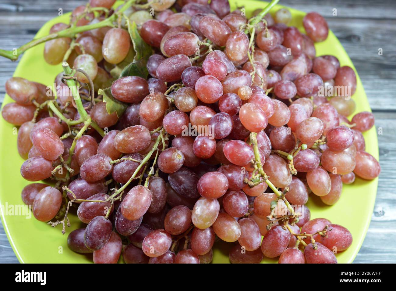 Crimson Seedless red grapes, slightly elongated light-red seedless grape with good levels of sweetness and an attractive appearance, with excellent st Stock Photo