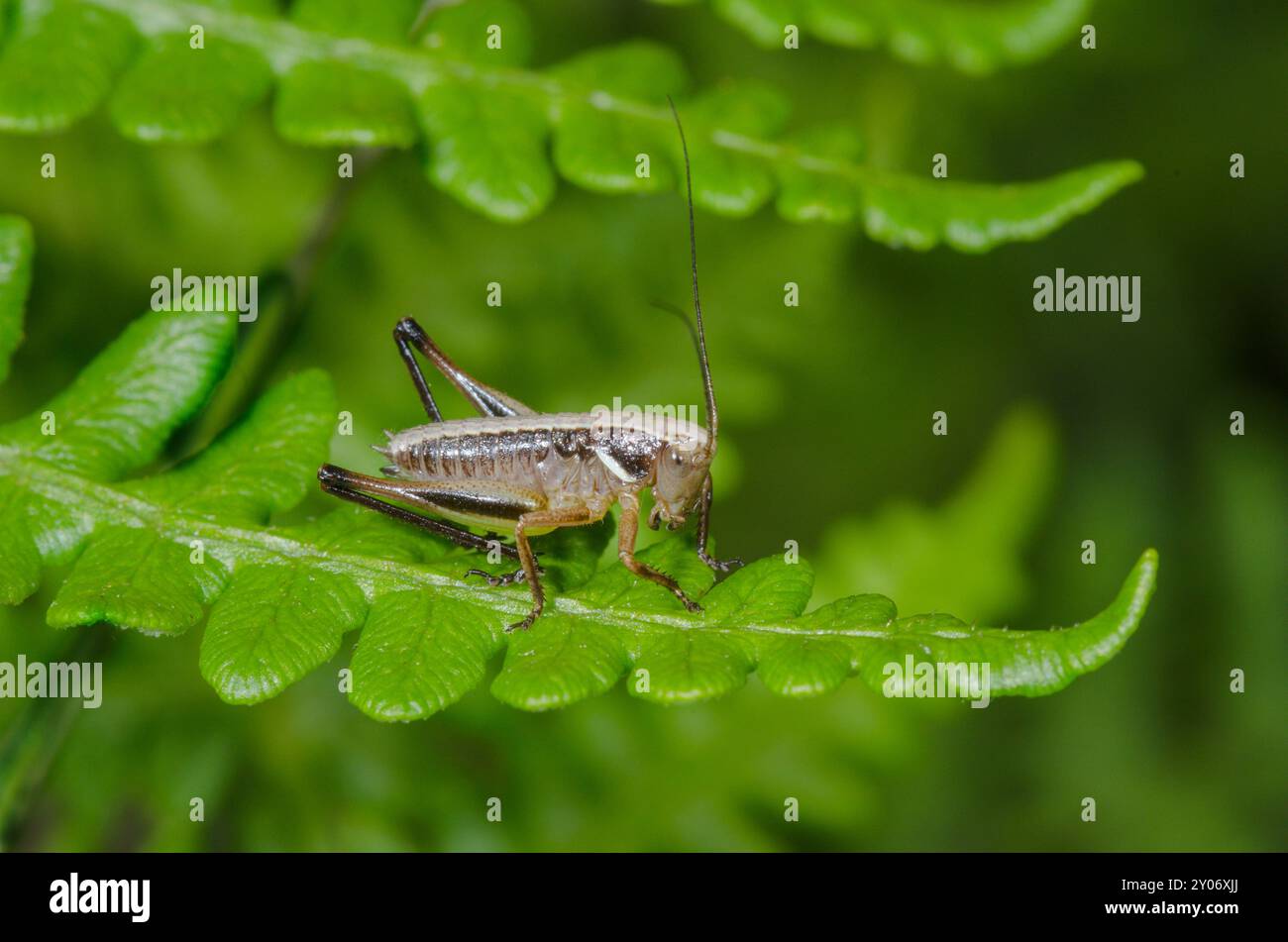 Bog Bush Cricket nymph (Metrioptera brachyptera). Tettigonioidea. Sussex, UK Stock Photo