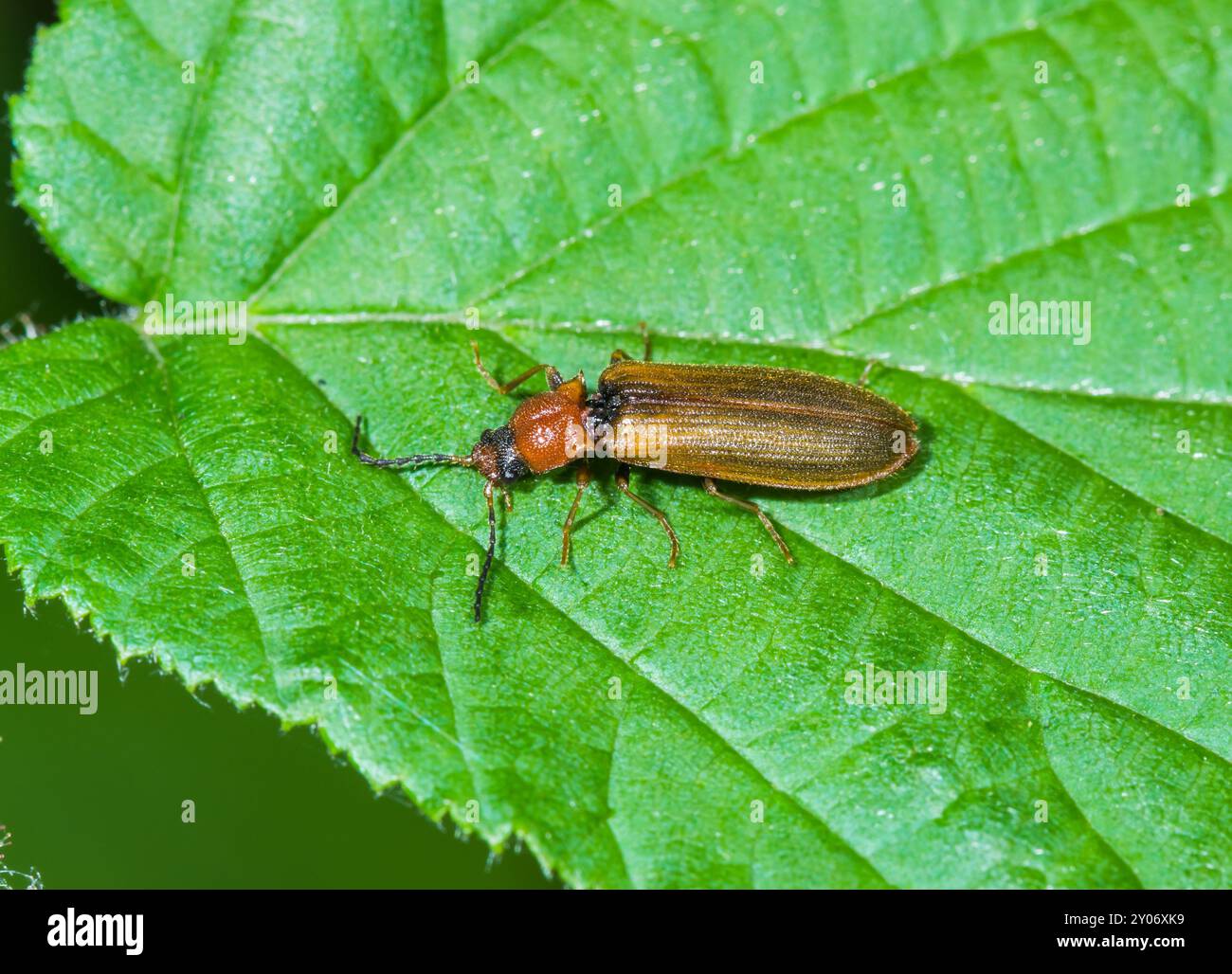 Click Beetle (Denticollis linearis). Elateridae. Sussex, UK Stock Photo ...