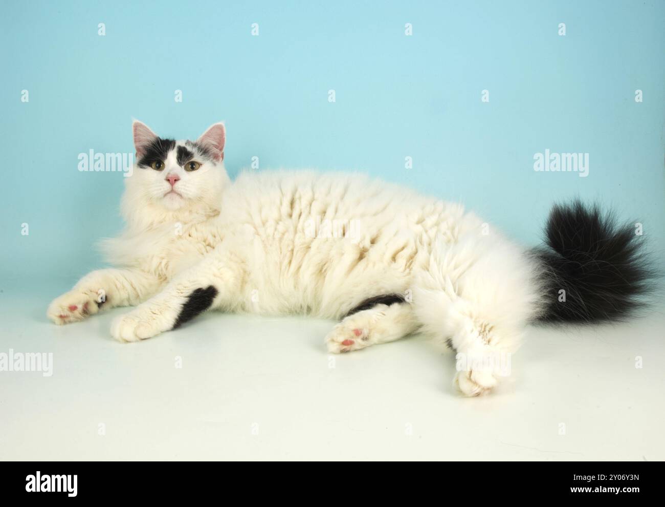 Adult Angora Van Cat on a Pale Blue Background Stock Photo