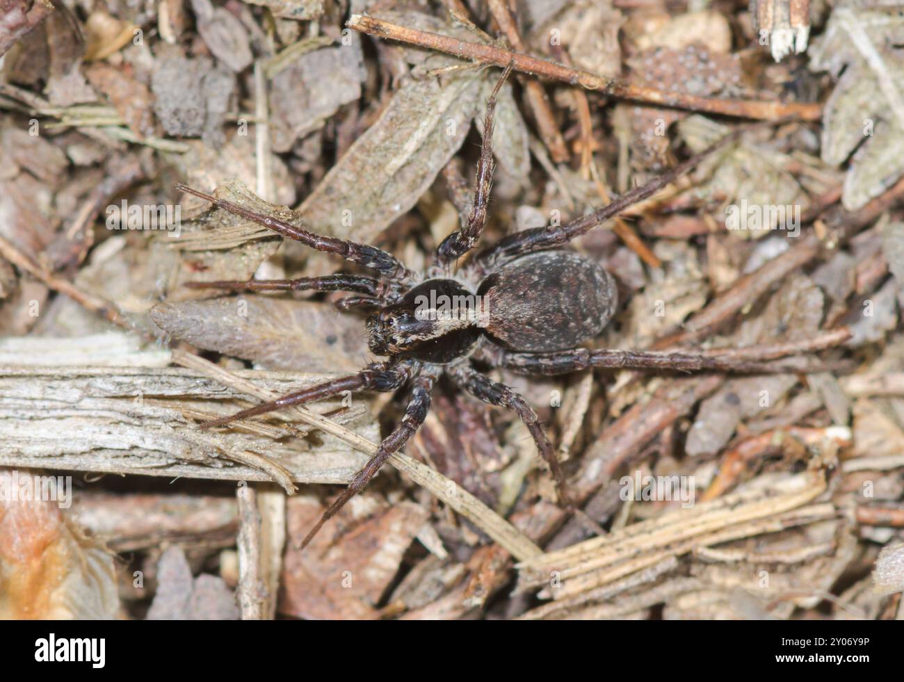 Female Burnt Wolf Spider (Xerolycosa nemoralis), Lycosidae. Sussex, UK Stock Photo