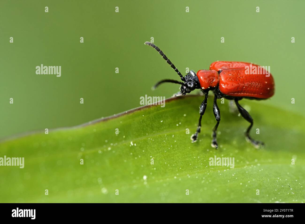 Lily chicken hi res stock photography and images Alamy