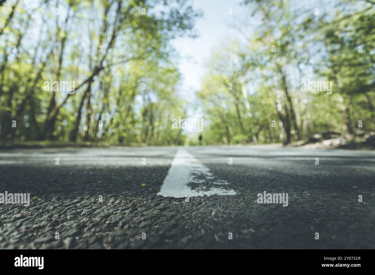 Asphalted street in the forest: Close up perspective, blurry background ...