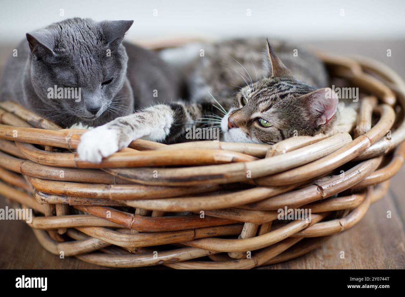 Two cats cuddling in the willow tree Stock Photo