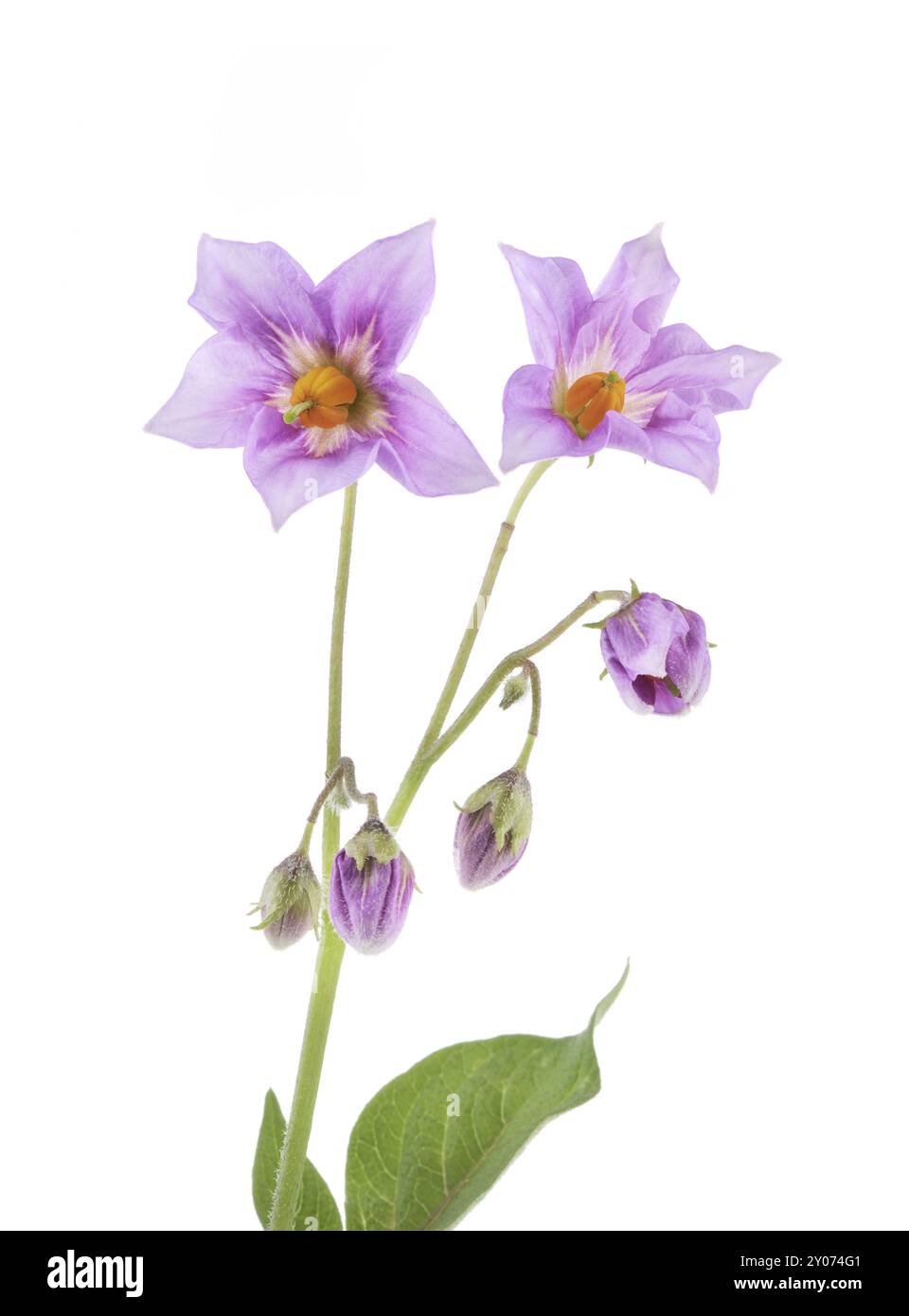 Purple flowers isolated on whi hi-res stock photography and images - Alamy