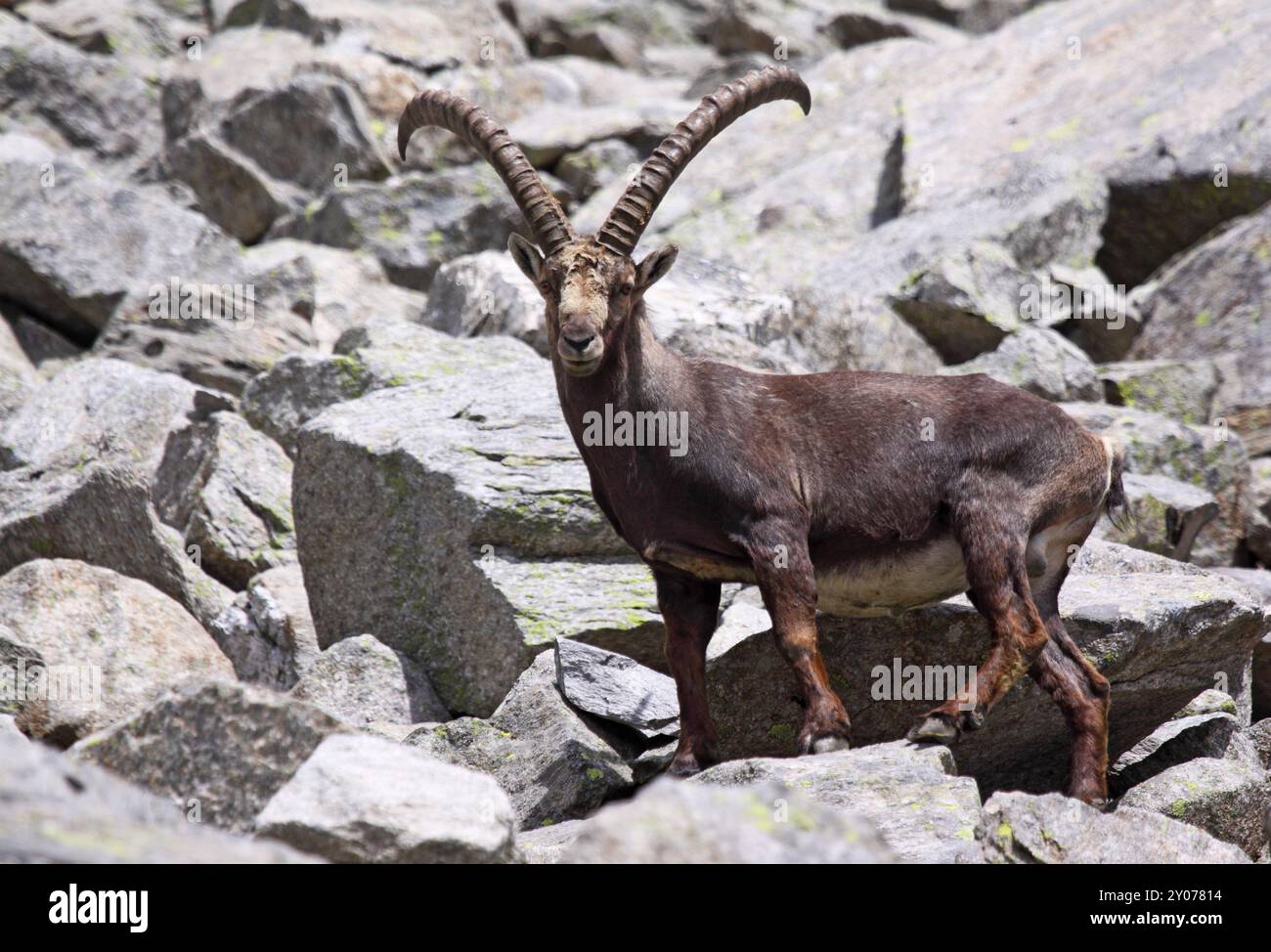 Kin Of Goat King of wild goats hi-res stock photography and images - Alamy