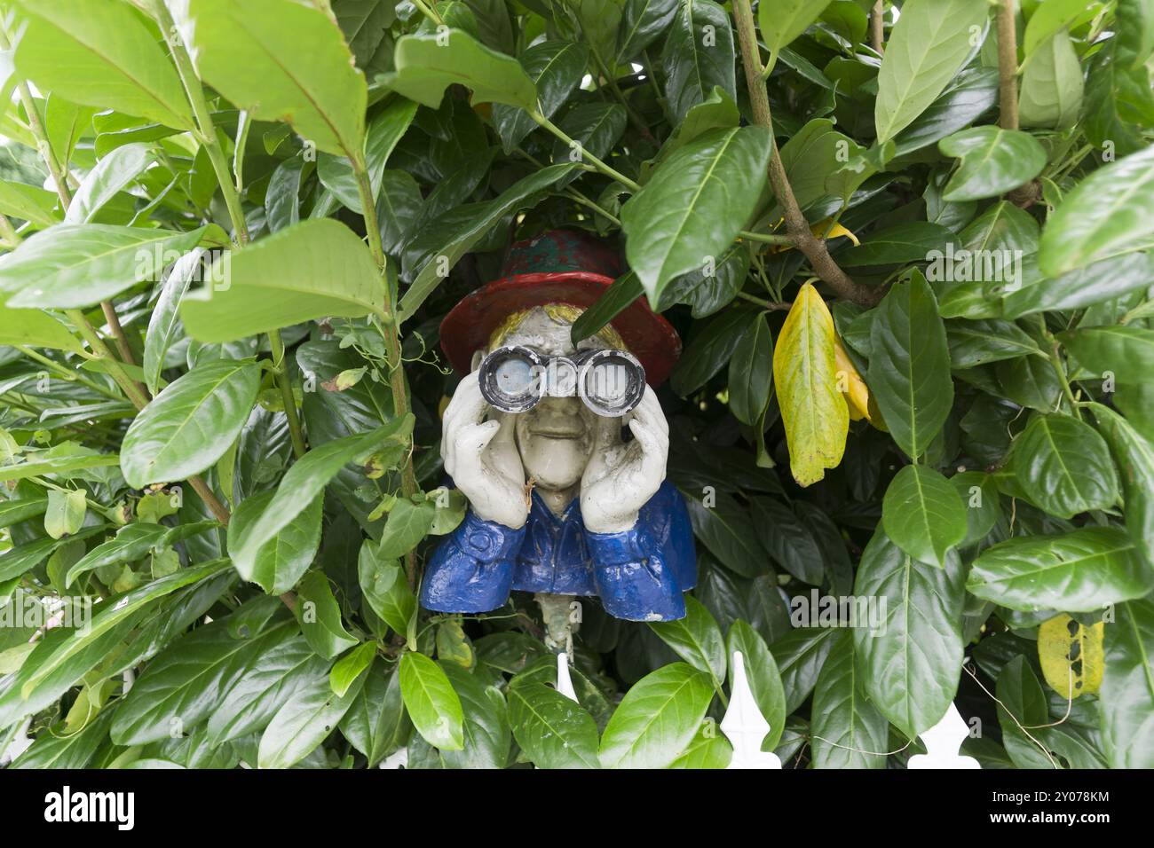 Man with binoculars behind a hedge Stock Photo