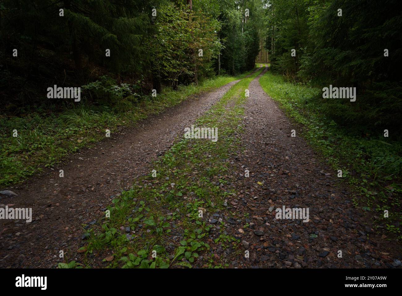 Gravel path winding through a green forest in Finland Stock Photo - Alamy