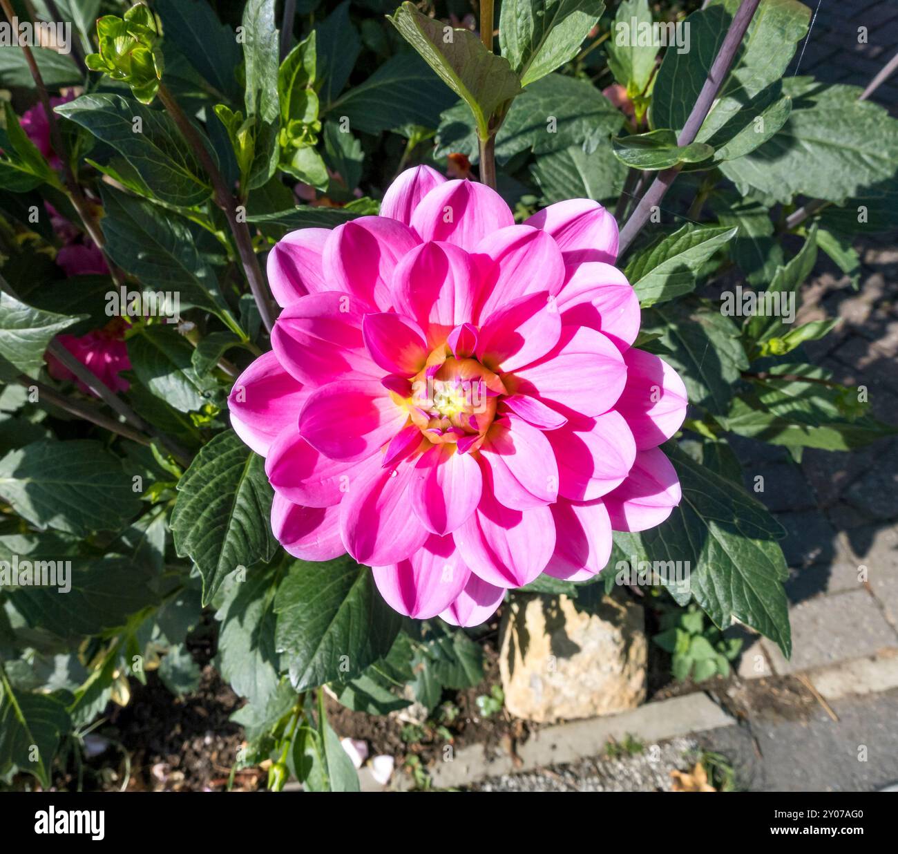 Deep pink dahlia hi-res stock photography and images - Alamy