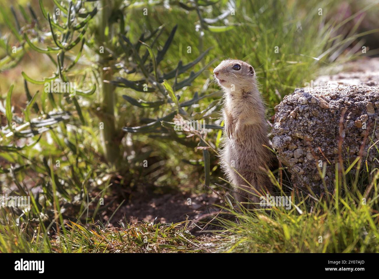 Ground squirrel (Spermophilus citellus) looking aside, behind the stone ...
