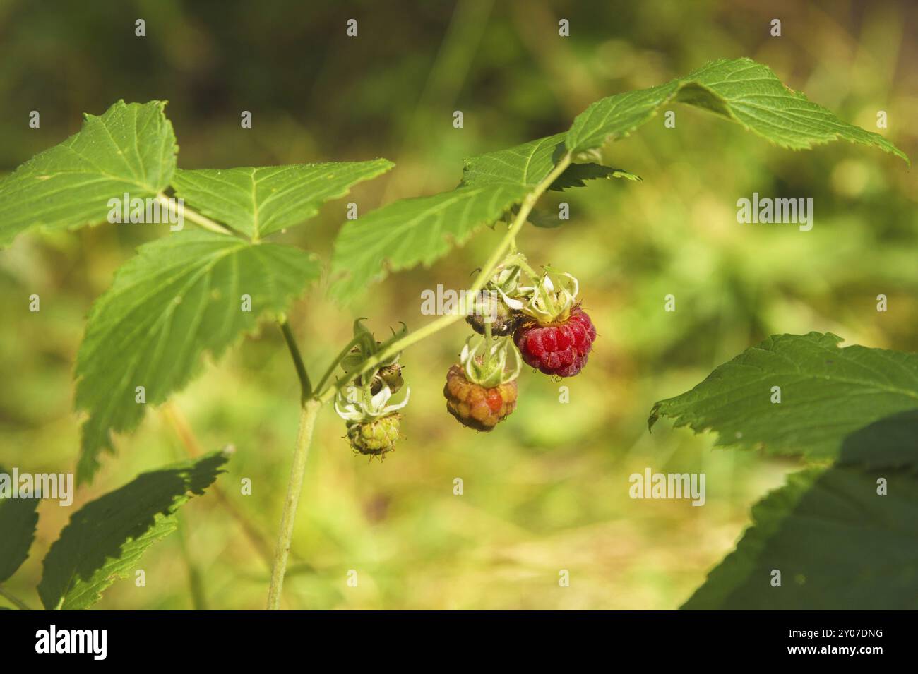 Wild Raspberry Decoctions Raspberry still life photograph hi-res stock photography and images - Alamy