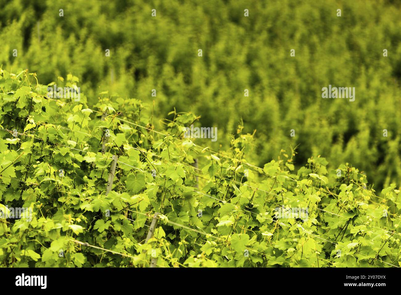 Slovenia area Sulztal, Gamliz, Spicnik. Background green patterns, rows of grape plants Stock Photo