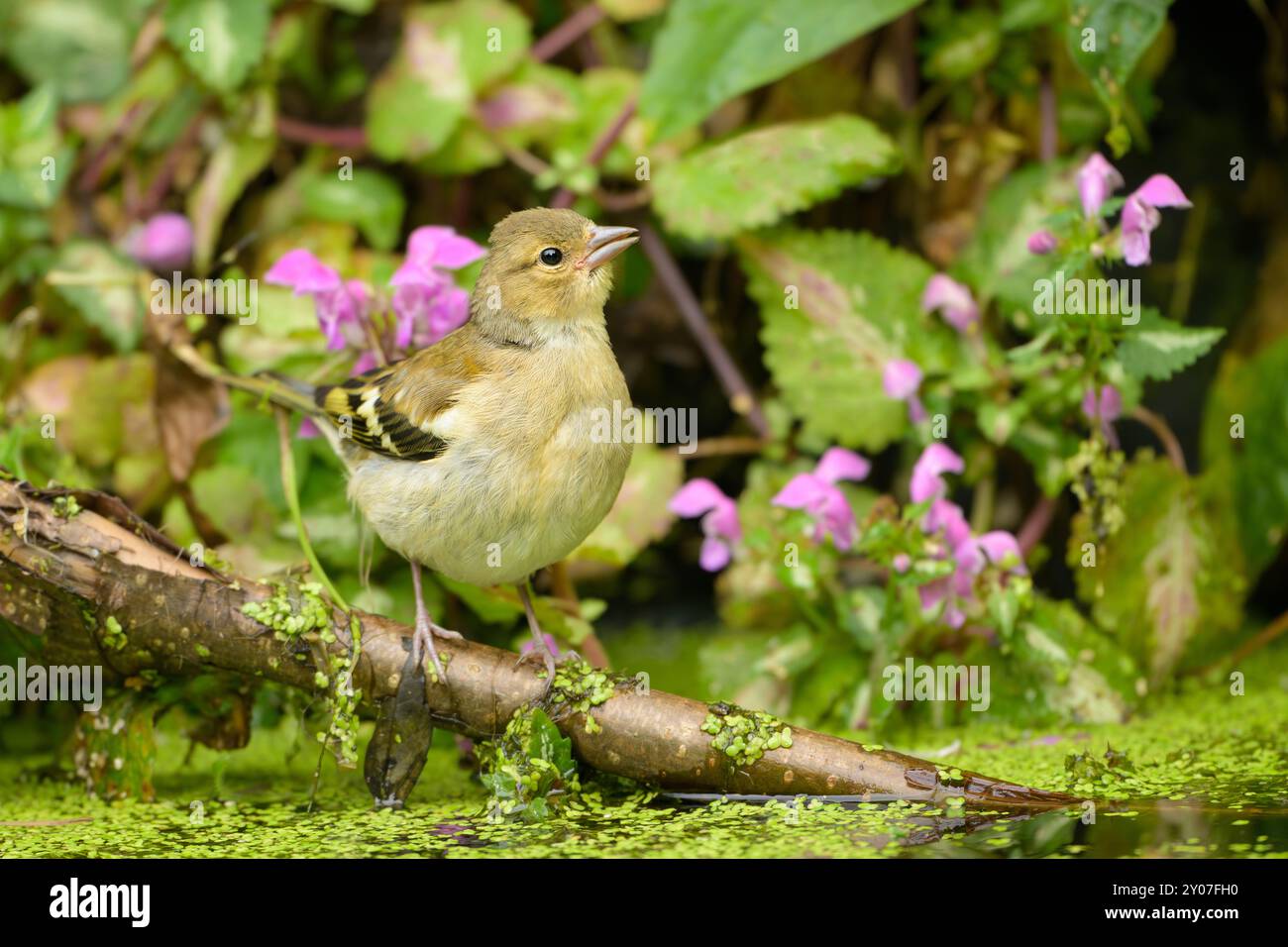 Chafinch (Fringilla coelebs) female on branch with pink flowers in background, taken at RSPB Loch Leven, Scotland Stock Photo