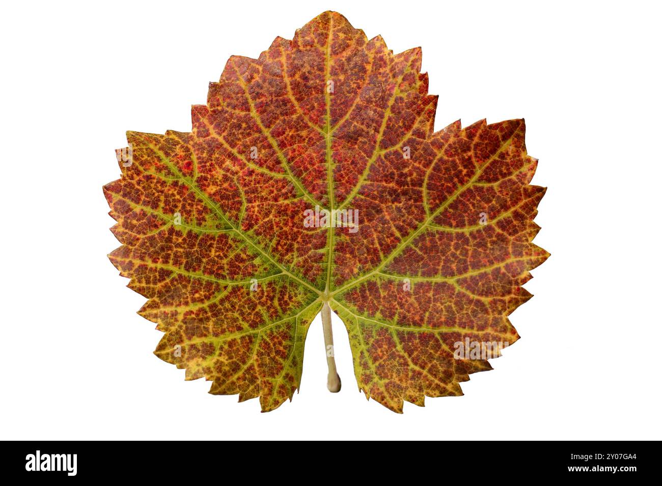 Colourful vine leaves Stock Photo