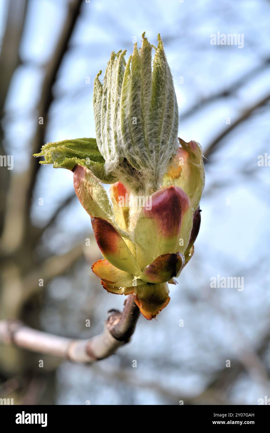 Branches of a chestnut tree in spring hi-res stock photography and ...