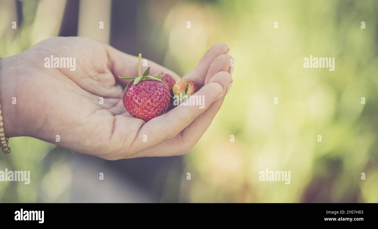Girl is holding fresh red ripe strawberries in her hand Stock Photo - Alamy