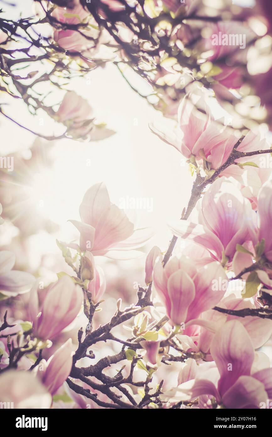 Sun beams blossom magnolia tree hi-res stock photography and images - Alamy