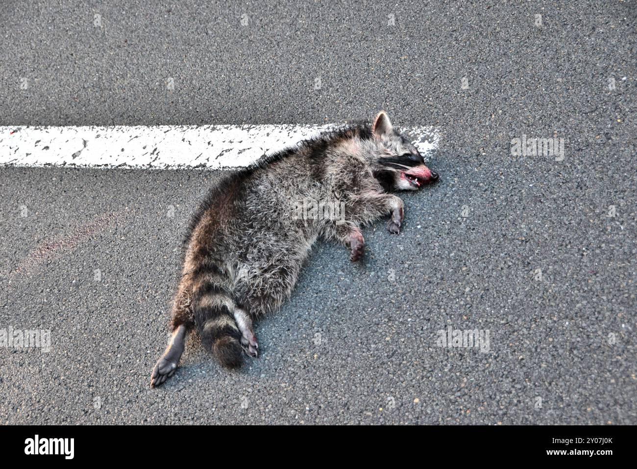 Dead raccoon on a country road in the Harz National Park Stock Photo