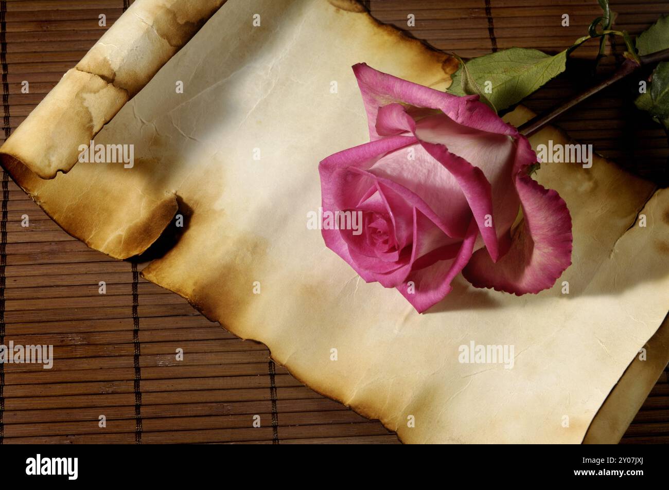Pink rose on aged parchment paper Love letter conceptual artistic still ...