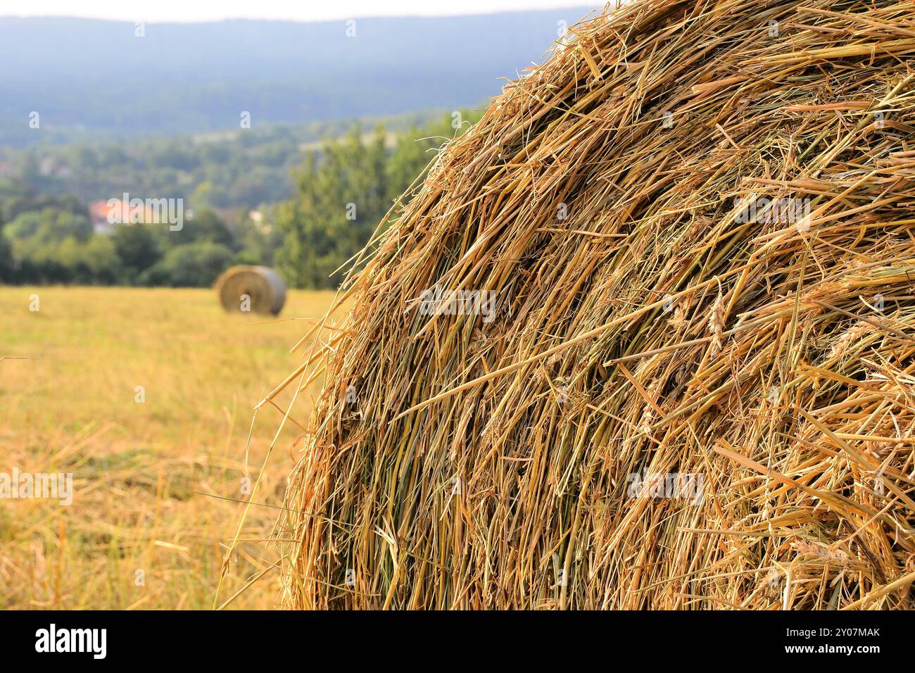 Simple Field Straw Prop Straw in a field Stock Photo - Alamy