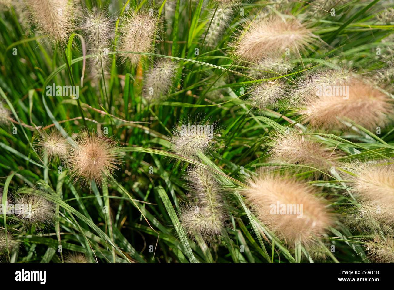 Beautiful purple fountain grass hi-res stock photography and images - Alamy