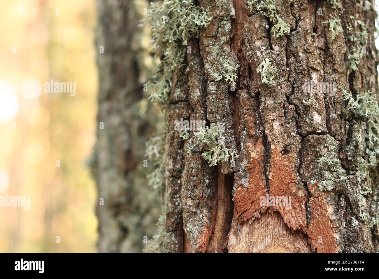 Lichen growing on the tree hi-res stock photography and images 