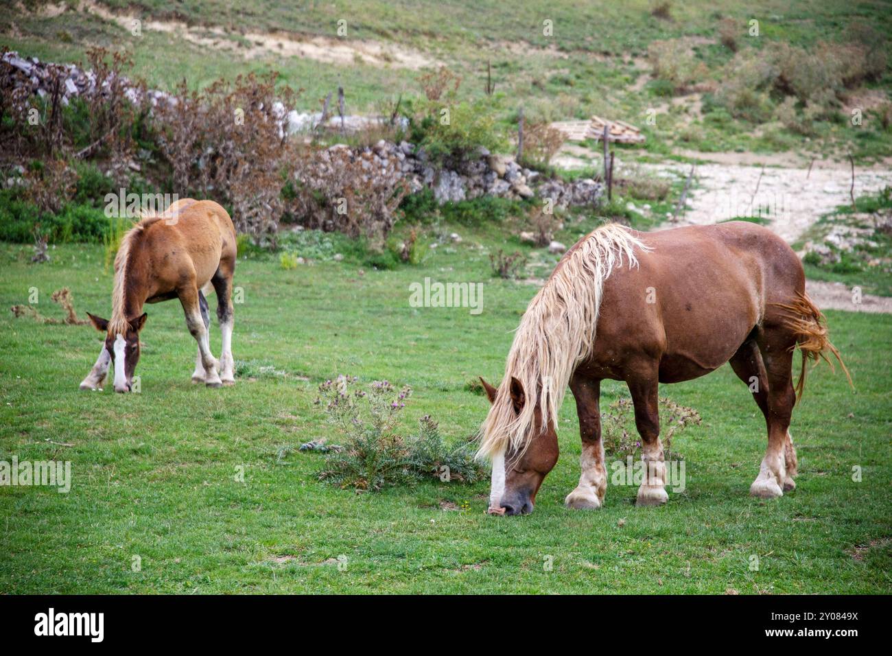 A mare and a foal grazing in the field according to their abilities, Pescocostanzo, Abruzzo, Italy Stock Photo