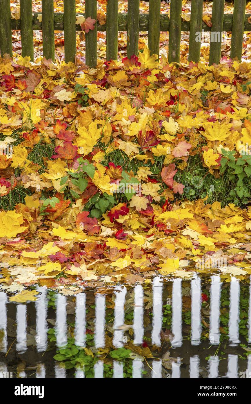 Empty book cover autumn leaves hi-res stock photography and images - Alamy