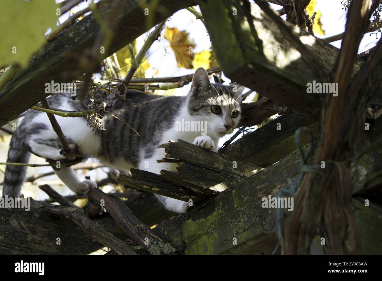 Cat climbs in wild wine Stock Photo