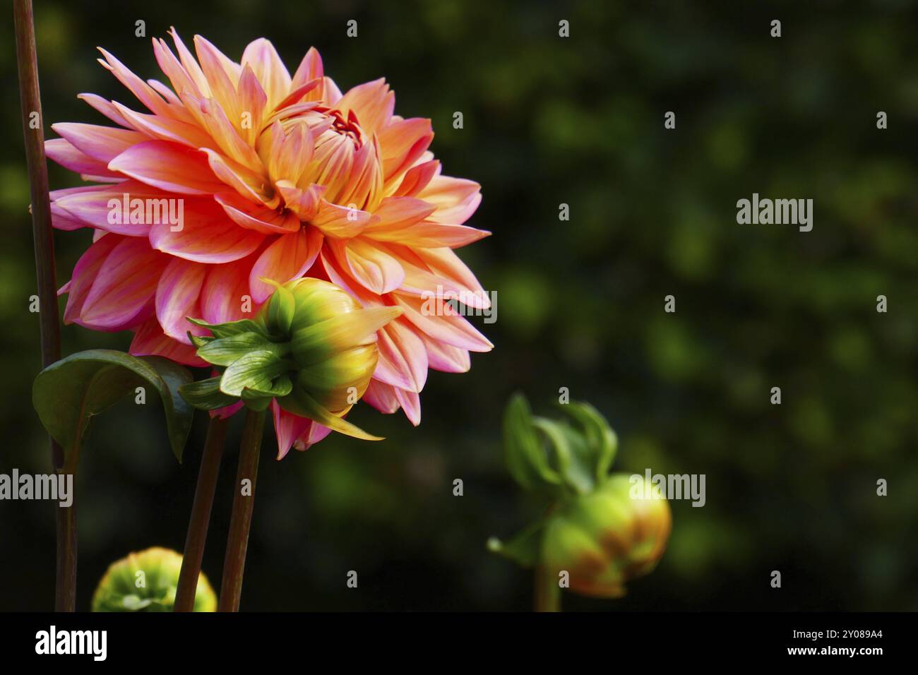 Dahlias flowerbeds garden flower hi-res stock photography and images ...