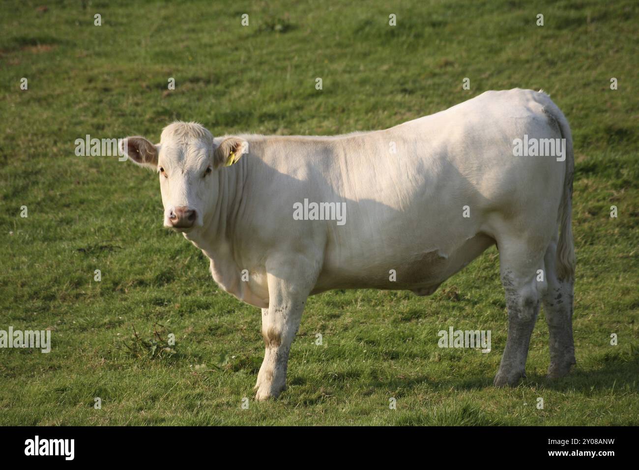 Rais Rind Jersey rind hi-res stock photography and images - Alamy
