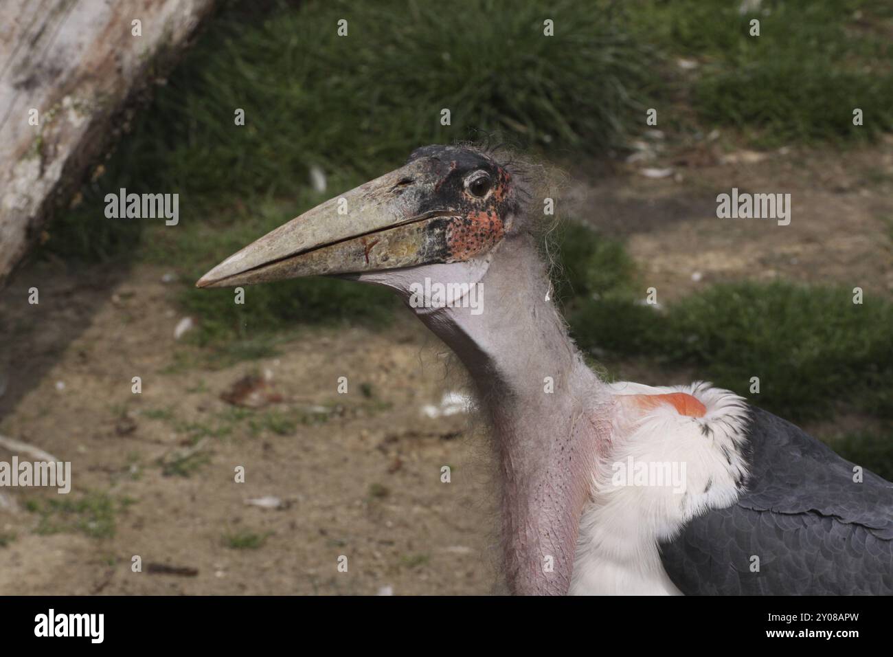 Marabu Stock Photo