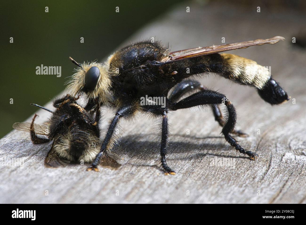 Yellow murder fly or yellow robber fly with a bumblebee as prey. The insect is sucked out by the hunter. Yellow black hairs cover the hunter. Macro sh Stock Photo