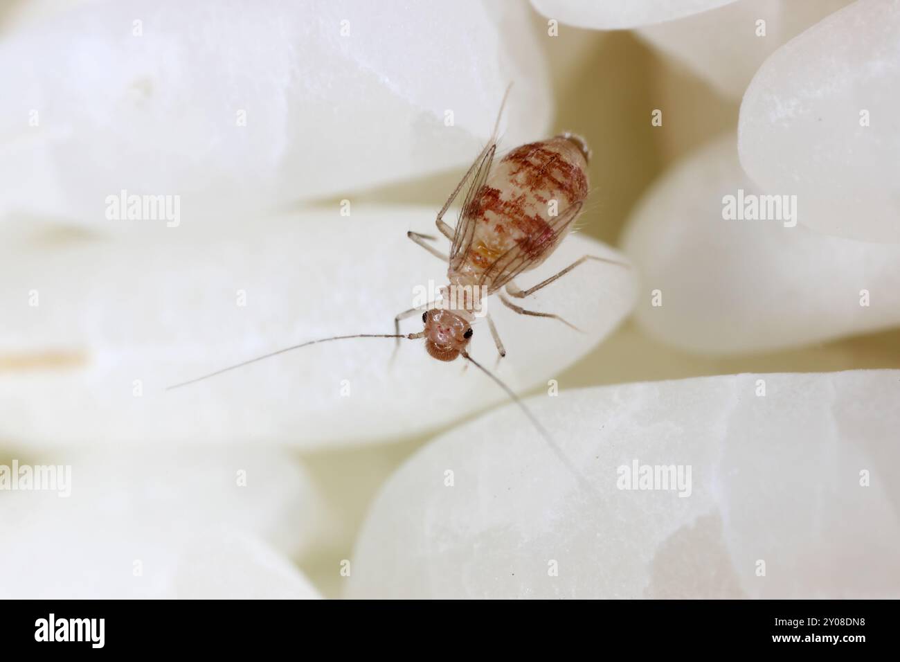 Dorypteryx domestica is a Synanthropic species of barklouse in the family Psyllipsocidae. An insect on rice seeds in storage. Stock Photo