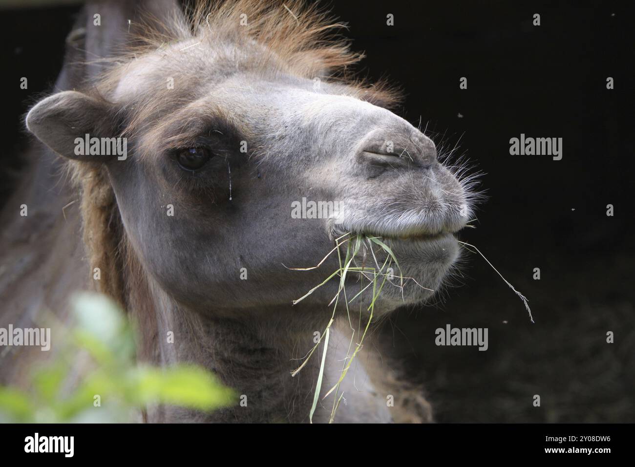 Grass-eating Bactrian camel Stock Photo