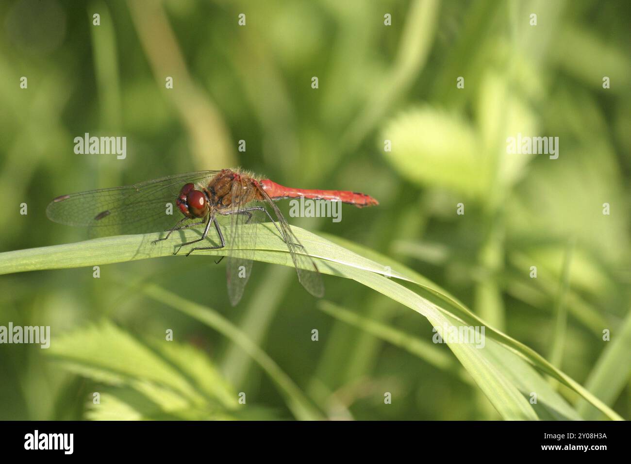 Common damselfly on a blade of grass Stock Photo - Alamy