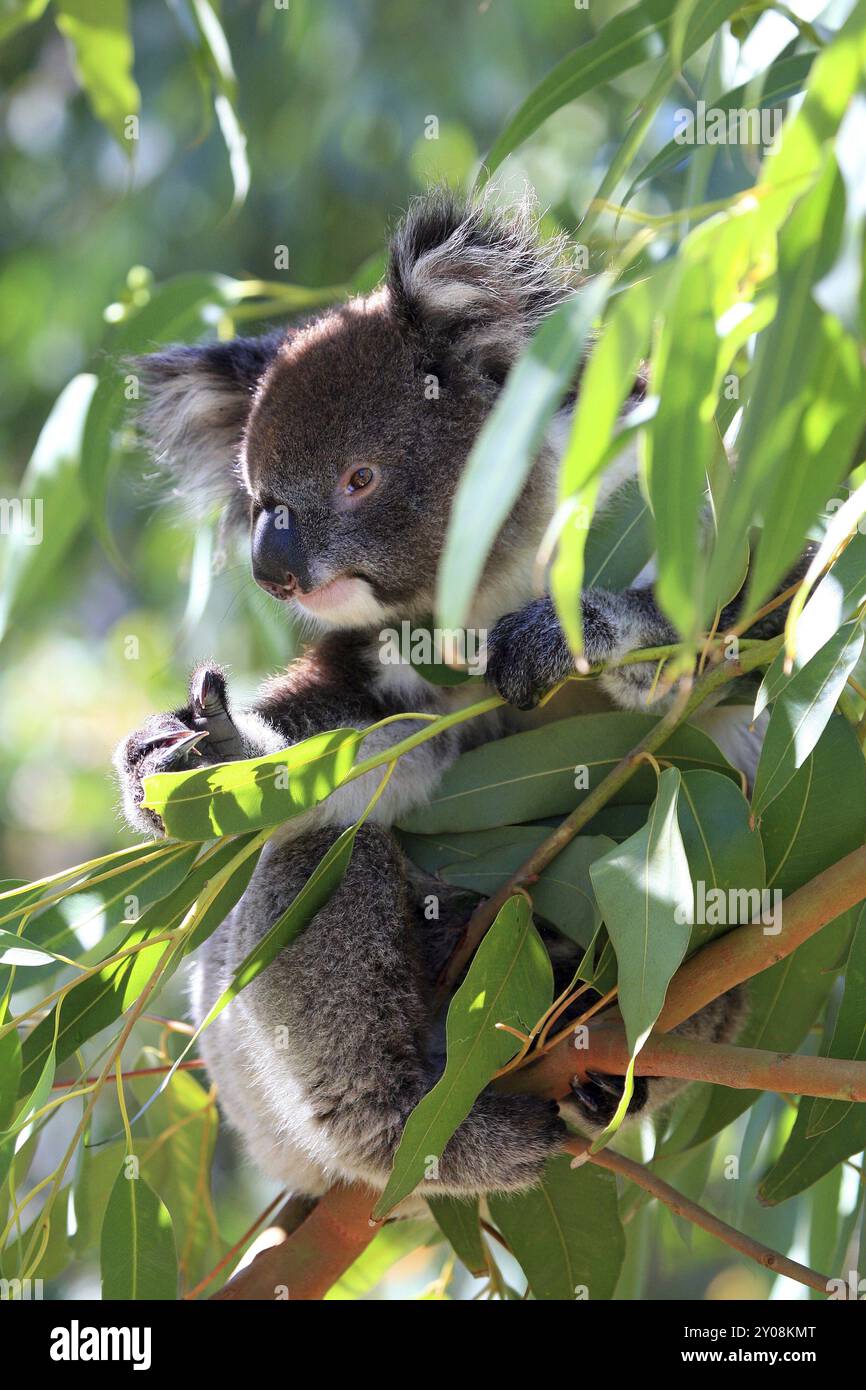 A koala bear sits on a branch Stock Photo