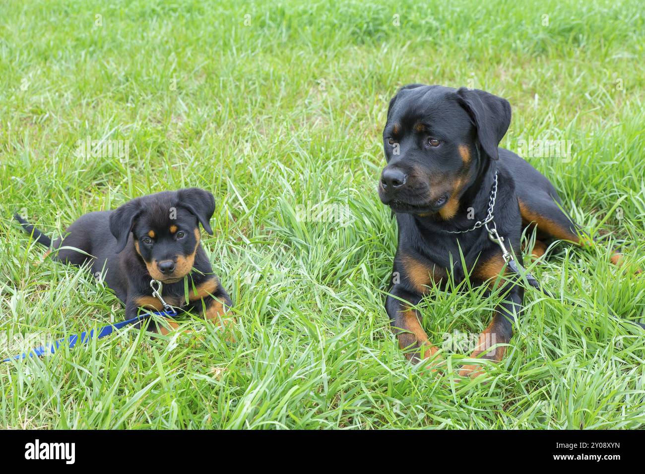 Puppy and adult rottweiler lying together in green meadow outside Stock ...