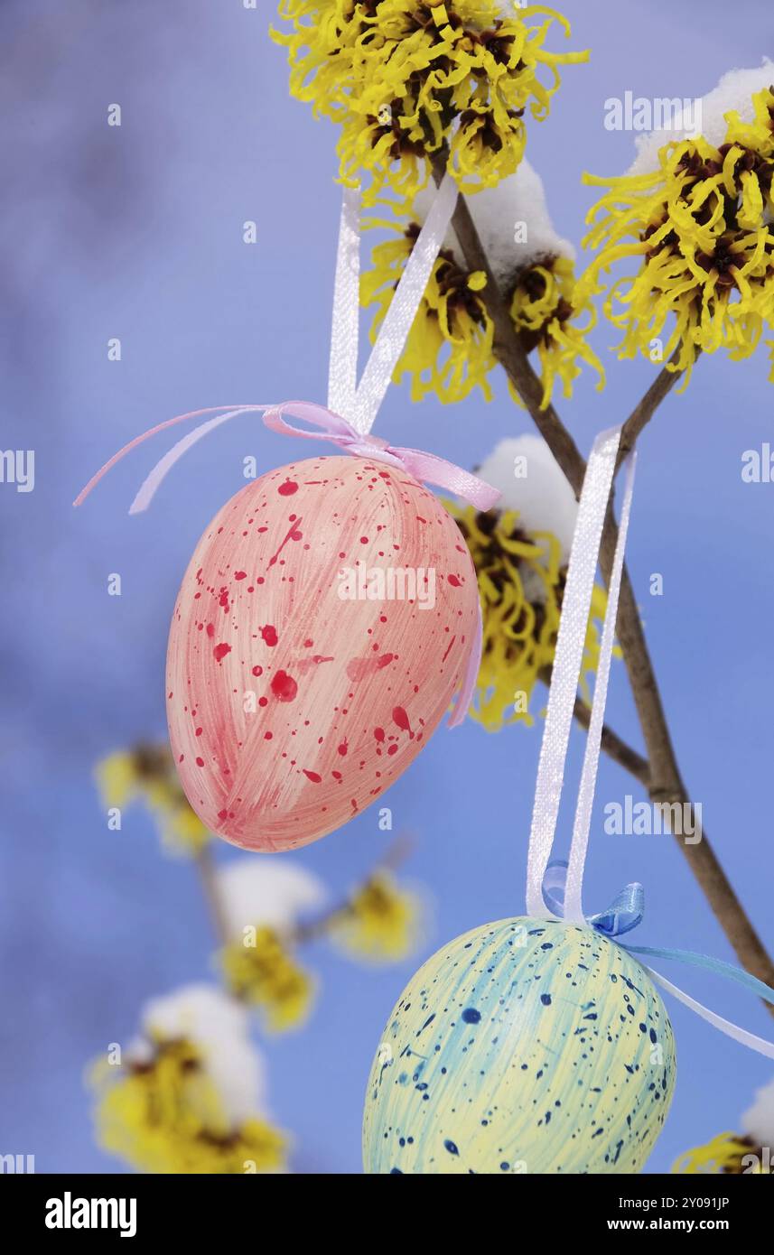 Easter shrub Hamamelis, hamamelis shrub in easter time 12 Stock Photo