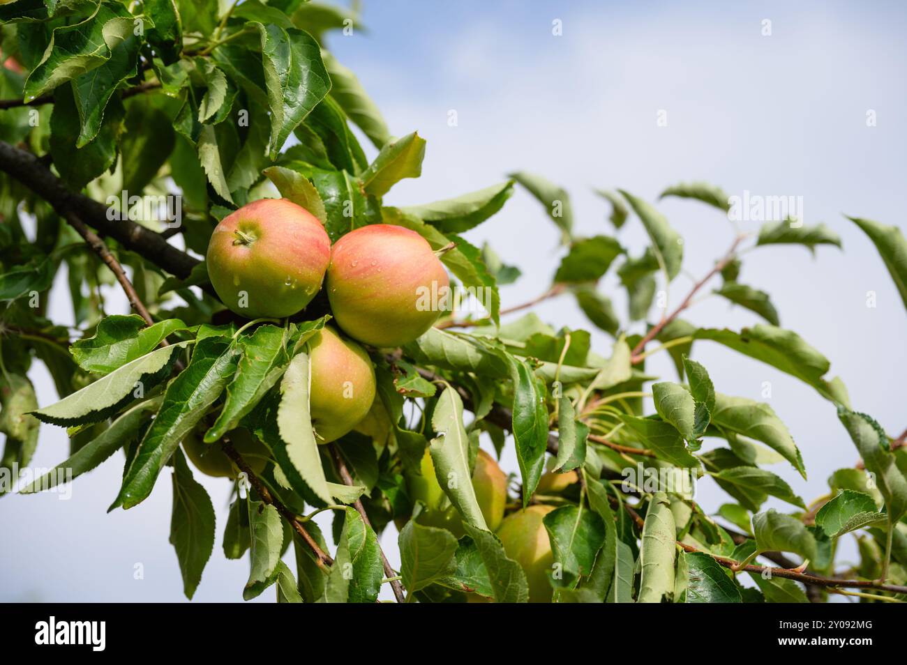 Organic red ripe apples on the orchard tree with leaves Stock Photo - Alamy