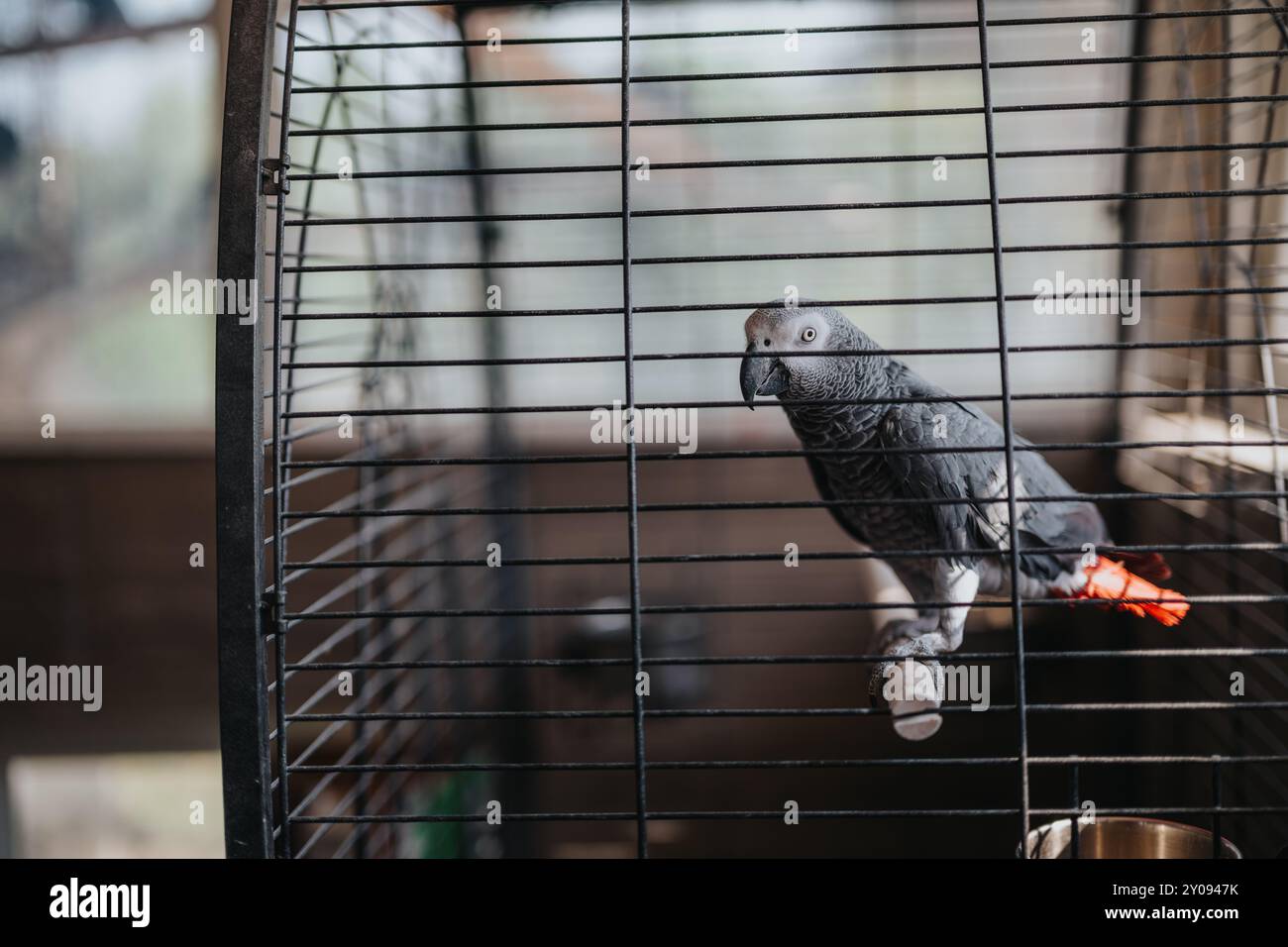 Parrot Inside African grey parrot room hi-res stock photography and images - Alamy