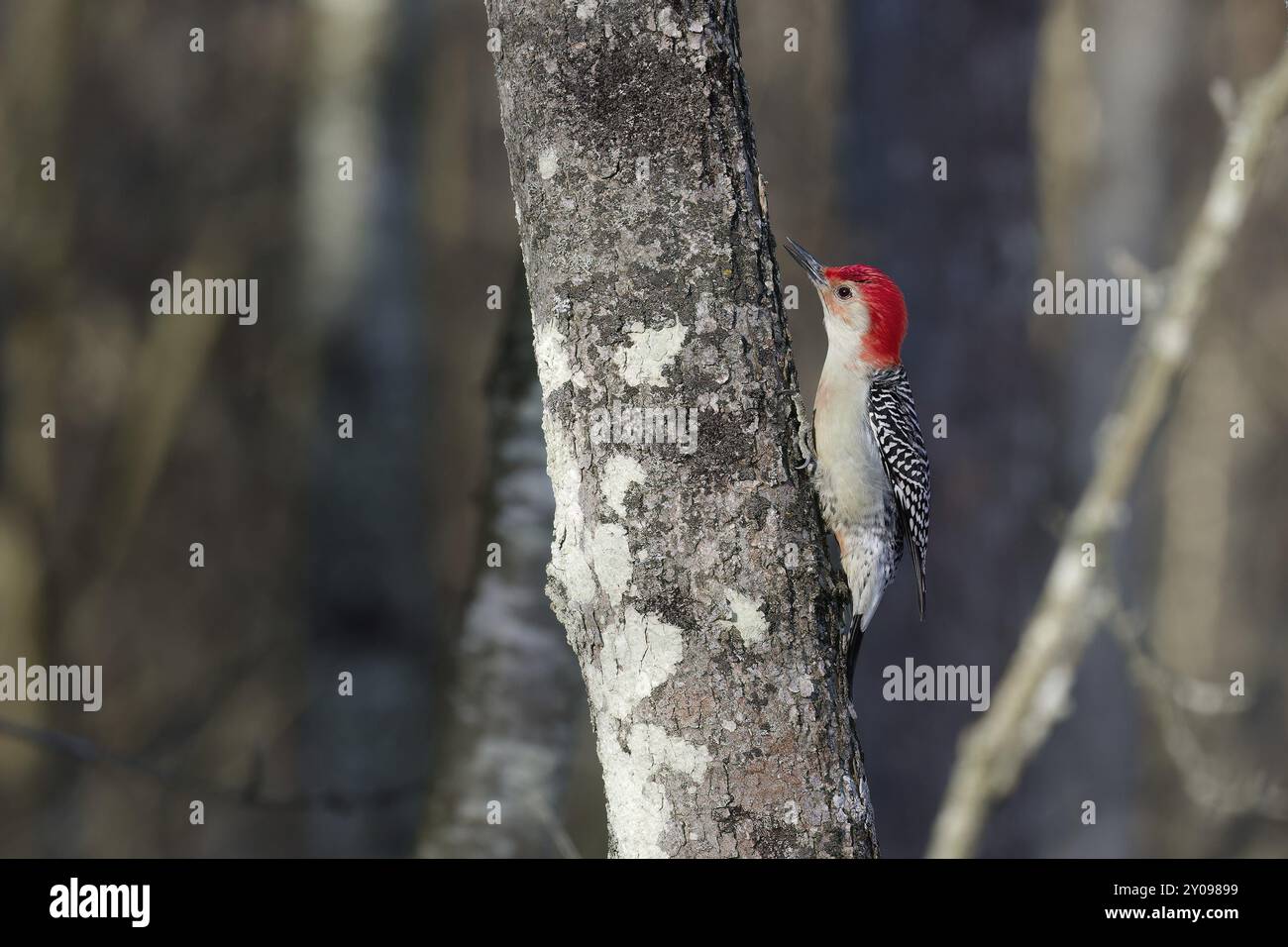 The red-bellied woodpecker (Melanerpes carolinus) . Is a medium-sized woodpecker.American bird occurring mainly in the eastern United States Stock Photo