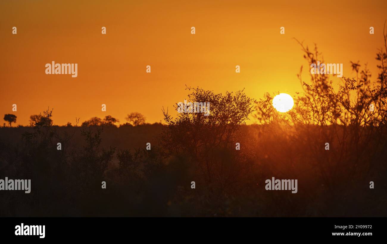 Savannah sunsets hi-res stock photography and images - Alamy