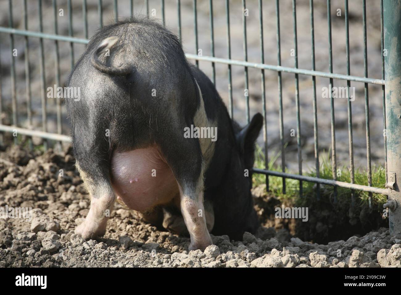 Young pot-bellied pig digging at a fence Stock Photo - Alamy
