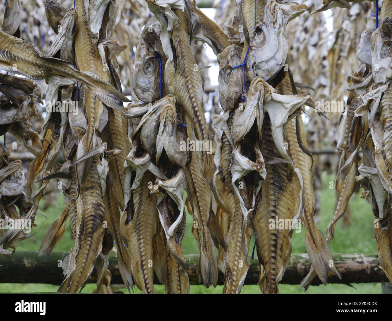 Empty fish racks hi-res stock photography and images - Alamy